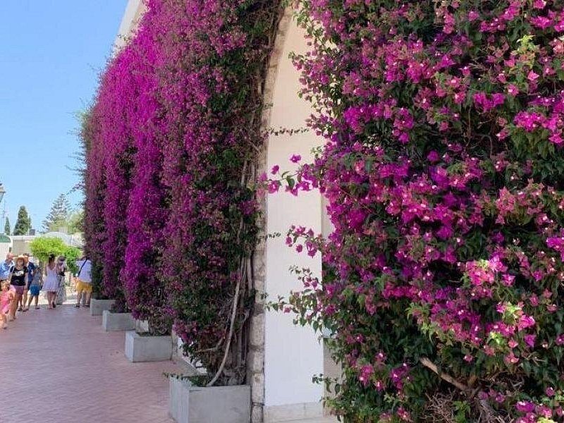 Bougainvillea in flower over a whitewashed wall on a stepped Capri lane