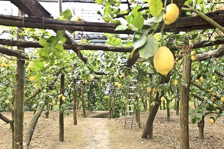 Lemons hanging from a pergola in a terraced grove